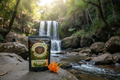 Cordyceps at Lone Creek Falls with LUMILIX Brand