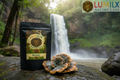 Reishi